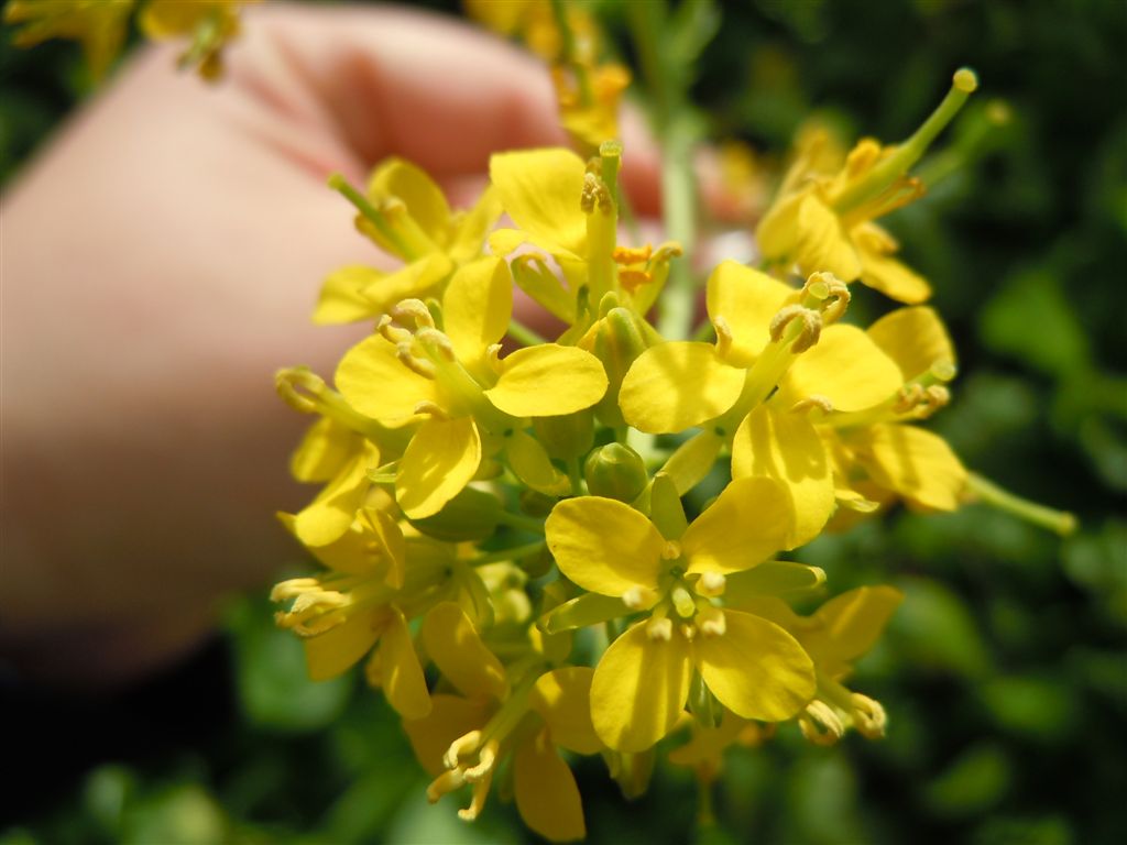 Prato di fiori gialli - cfr  Brassica rapa subsp. campestris